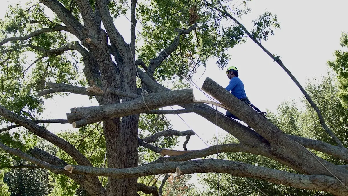 Professional Crown Thinning performed by certified arborists in Damar