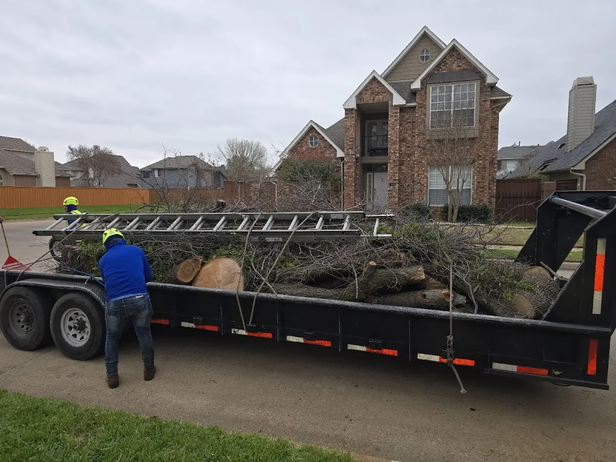 Expert Tree Removal with proper safety equipment in Damar